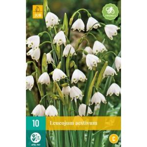 Leucojum Aestivum 'C'