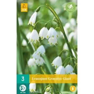 Leucojum Gravetye Giant 'B' Leucojum Gravetye Giant 'B'
