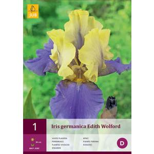 Iris GERMANICA EDITH WOLFORD 'C' Iiris GERMANICA EDITH WOLFORD 'C'