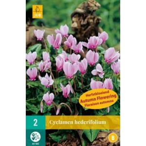 Tsüklaam Cyclamen Hederifolium 'B' Cyclamen Hederifolium 'B'