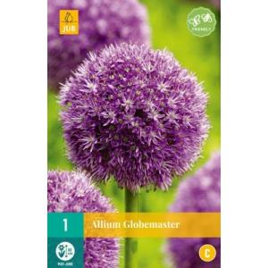 Küüslauk Allium Globemaster 'C'