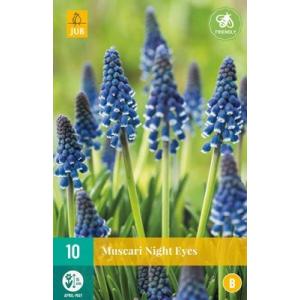 Mõrskede Muscari Night Eyes "B"
