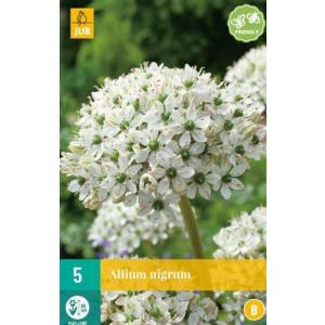 Küüslauk Allium Nigrum 'B'