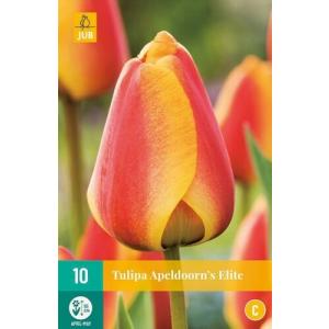 Tulip Apeldoorni Elite 'C'