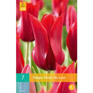 Tulip Pieter De Leur "C"