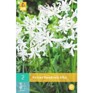 Nerine Bowdeni ALBA "C"