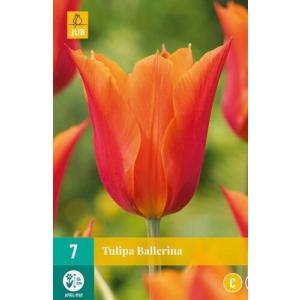 Tulip Ballerina 'C'