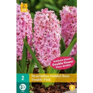 Hyacinth Double Pink "B"