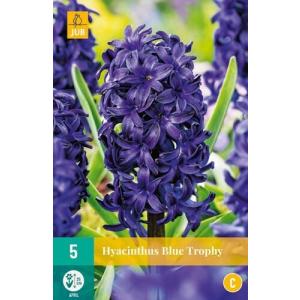 Hyacint Single Blue Trophy "C" Hyacint Single Blue Trophy "C"