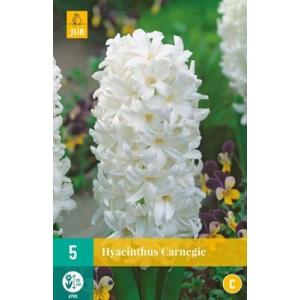 Hyacinth Single Carnegie "C"
