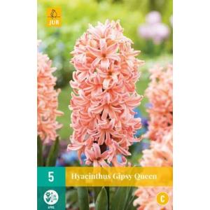 Hyacinth Single Gipsy Queen "C"