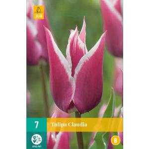 Tulip Claudia 'B'