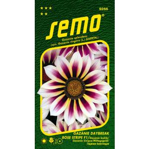 Seemned Gazania radiant Daybreak Rose Stripe F1 15s