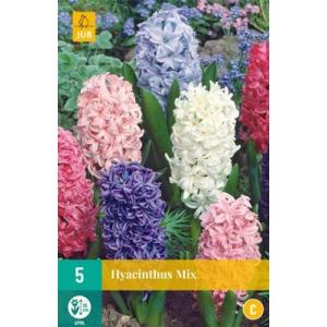 Hyacint Single Mix suurus 15 16 "C"