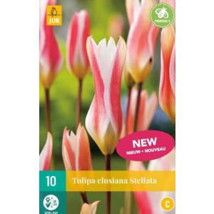 Tulip Clusiana stellata 'C'