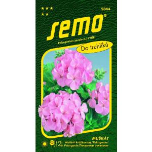 Pelargonium seemnete triibuline roosa 11s