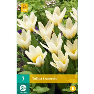 Tulipunakontsert "B"