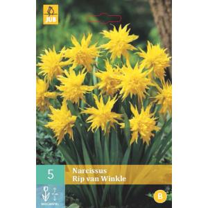 Narcissus Rip van Winkle "B"
