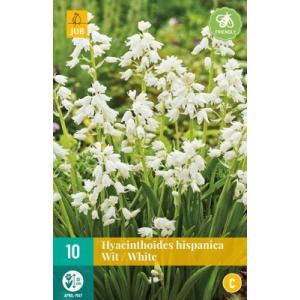 Hyacinth Hispanica valge "C"