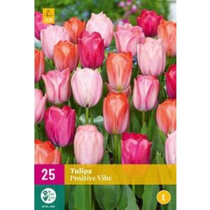 Tulip Positiivne Vibe "E"