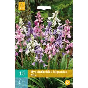 Hyacinth Hispanica Mix "C"