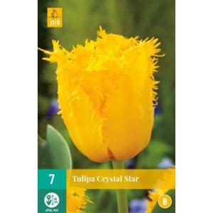 Tulip Crystal Star 'B'