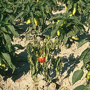Paprika närbumine