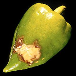 Paprikatoodete kuiv mottling