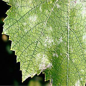 Pulbriline hallitusseene viinapuu