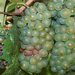 Botrytis (hall hallitus) viinamarjapuude puhul