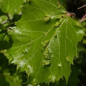 Akarinoos viinapuudel