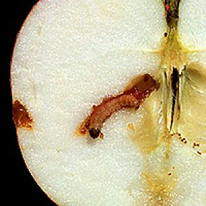 Apple enveloper