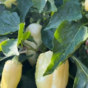 Paprikad, mis olid juba suve alguses viljadega kaetud, ilma kasvuhoone abita