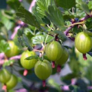 Kibuvitsa, mis sulab keelel: Kuidas kasvatada karusmarju?