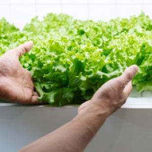 Hüdropooniline taimekasvatus: praktilised juhised ja praktilised näited