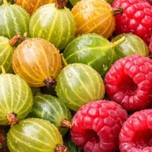 Puuviljapõõsaste kevadine lõikamine: kuidas lõigata sõstraid, karusmarju ja vaarikaid