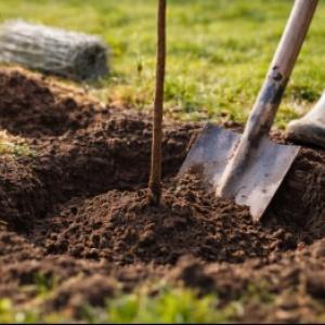 Viljapuude istutamine: täielik istutusjuhend