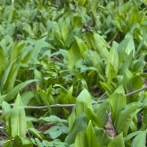 Kuidas kasvatada kodus karuküüslauku ja mitte segi ajada seda metsas lillelillega?