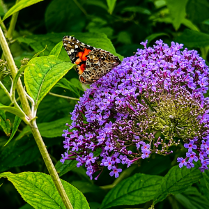 Miks buddleia ei õitse? Kasvatamine, lõikamine ja nõuanded rikkaliku õitsemise tagamiseks