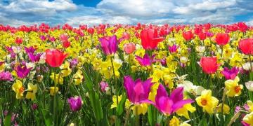 Mõelge kevadistele lillesibulatele juba sügisel. Need istutatakse enne külma