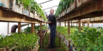 Tomatite ja paprika kasvatamine: tuntud köögiviljakasvataja annab nõu, kuidas seda teha