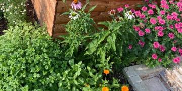 Kas teie aias kasvavad maitsetaimed? Avastage need enne lestad