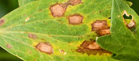 Septoria lehepõletik krüsanteemidel