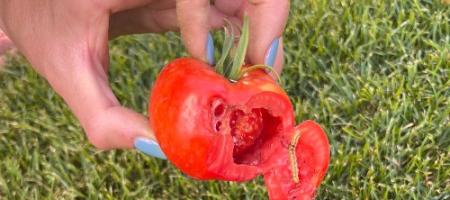 Tomatite viljades olevad augud on põhjustanud tomati-lehekirp