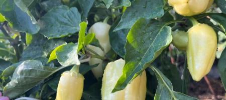 Paprikad, mis olid juba suve alguses viljadega kaetud, ilma kasvuhoone abita