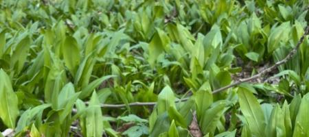 Kuidas kasvatada kodus karuküüslauku ja mitte segi ajada seda metsas lillelillega?