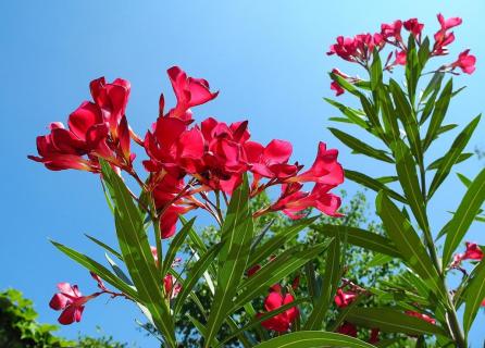 Na oleandri ste si všimli, že tento rok takmer nekvitne. Suseda hovorí, že ho nestrihá a jej oleander kvitne každý rok bohato. Strihá sa oleander alebo nie?