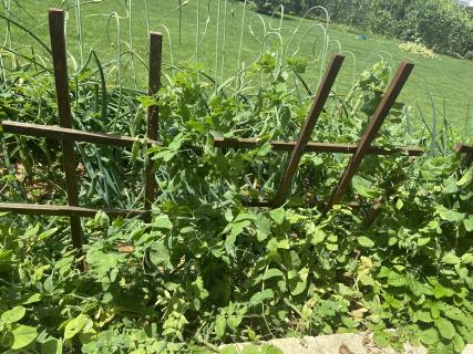 Ktorá kombinácia patrí medzi overených „dobrých susedov“?